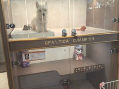 -翊宠yipet猫狗购宠庄园犬舍•猫舍