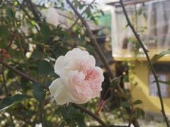 -喵屿·大理花园猫咖