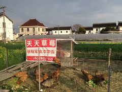 -青浦采草莓天天草莓园