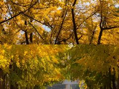 -四川大学(望江校区)