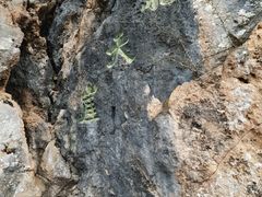 -塔云山