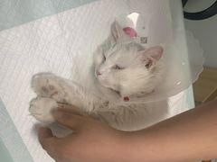 -宠福鑫康馨动物医院·骨科·眼科