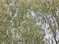 -同里国家湿地公园