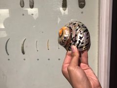 -青岛贝壳博物馆