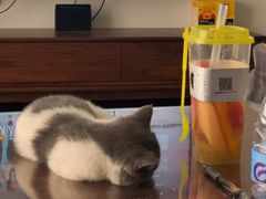 青提鲜果方杯-YO!TEA有茶(科兴科学园店)