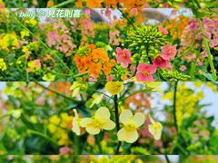 -中国天府农业博览园