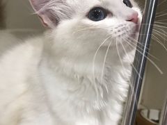 -东方名猫馆·英短金渐层布偶猫舍(环线广场1号楼店)