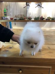 -绿皮火车照相馆 婚纱照旅拍(厦门店)