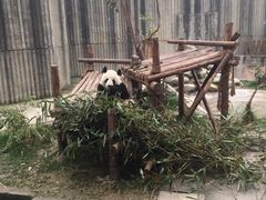 -成都大熊猫繁育研究基地