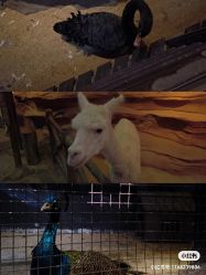 -酷嗒动物文化乐园(cutezoo西溪乐天城店)