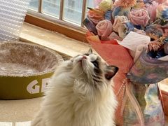 -爱洗澡的猫(望京店)