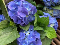 -秦美花卉(天朗·莱茵小城2期店)