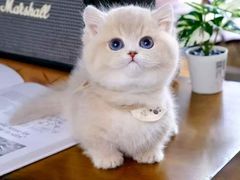 -欣宠猫屋·矮脚拿破仑·蓝金金渐层