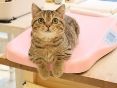 -momokira米努特·德文卷毛猫·棉花面纱犬