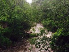 iphone_upload_pic-五营红松林海景区