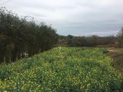 -天适樱花悠乐园