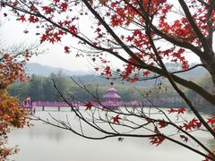 -田野绿世界