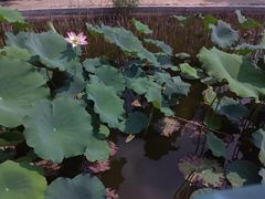 -石家庄市植物园