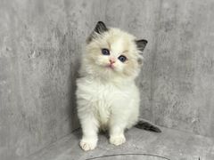 -小猫来了·猫舍(红山六九七九店)