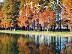 -上海共青森林公园