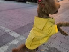 -艾贝尔宠物医院 ·内科全科(梁溪路店)