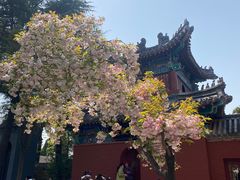 -洛阳白马寺