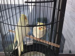 -崇明金茂凯悦酒店.宴会厅