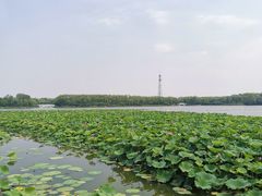 -大兴滨河森林公园