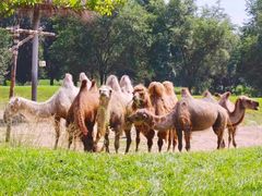 -北京野生动物园