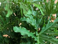 -大头力茶餐厅(花都融创茂店)