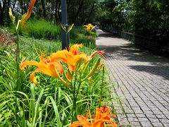-西湖风景区-江洋畈生态公园
