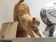 -藏猫猫咖啡主题馆(中央大道店)