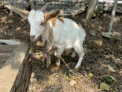 -马陆小张葡萄园农家乐