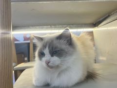 -喵园·猫主题咖啡厅·撸猫·猫咖(国贸店)