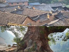 -杨家堂村