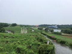 -大塘金香草谷