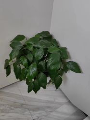 -悟空祛痘·诺奖技术专业店