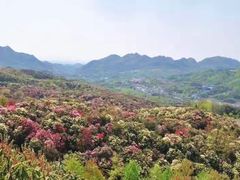 -贵州百里杜鹃风景名胜区