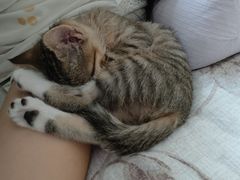 -宠颐生汉谟拉比宠物医院