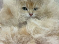 -北京观赏动物医院·24小时大型综合·猫专科·异宠专科