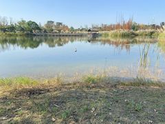 -白鹭湾湿地公园
