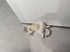-纳吉亚猫专科动物医院·北北分院