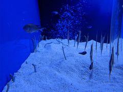 -芜湖新华联大白鲸海洋公园