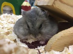 -钓仓鼠(洋桥北里小区店)