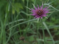 -广西壮族自治区药用植物园
