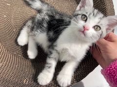 -欣宠猫屋·矮脚拿破仑·蓝金金渐层