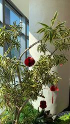 -深圳芙必优医疗美容·抗衰中心