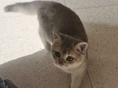 -飞行喵MR PILOT|猫舍·猫咖(静安大融城店)