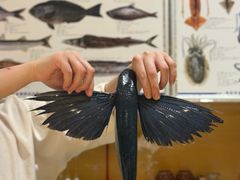 -镹·鱼料理  国产鱼使用店