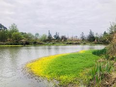 -桤木河湿地公园